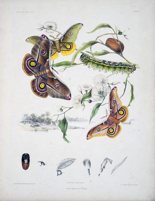 Art Prints of Plate 1 of Australian Lepidoptera and Transformations by Helena Scott