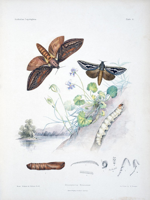 Art Prints of Plate 4 of Australian Lepidoptera and Transformations by Helena Scott