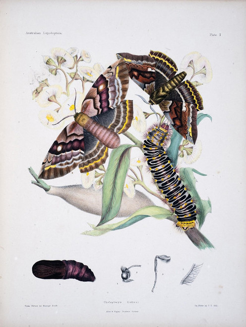 Art Prints of Plate 7 of Australian Lepidoptera and Transformations by Helena Scott