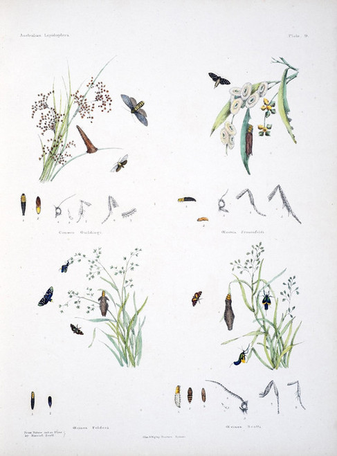 Art Prints of Plate 9 of Australian Lepidoptera and Transformations by Helena Scott