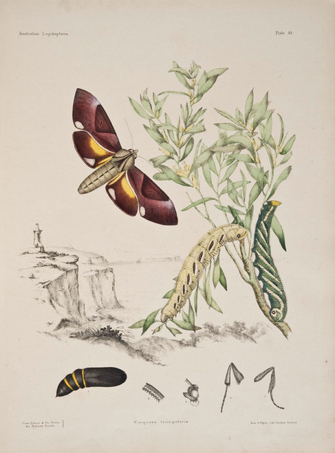 Art Prints of Plate 10 of Australian Lepidoptera and Transformations by Helena Scott