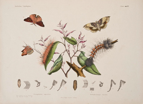 Art Prints of Plate 19 of Australian Lepidoptera and Transformations by Helena Scott