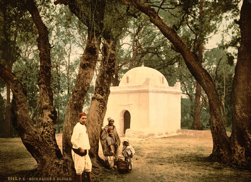 Art Prints of The Sacred Wood, Blidah, Algeria (387116)