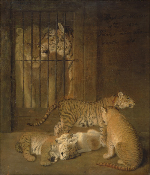 Art Prints of Whelps Bred between a Lion and a Tigress by Jacques-Laurent Agasse