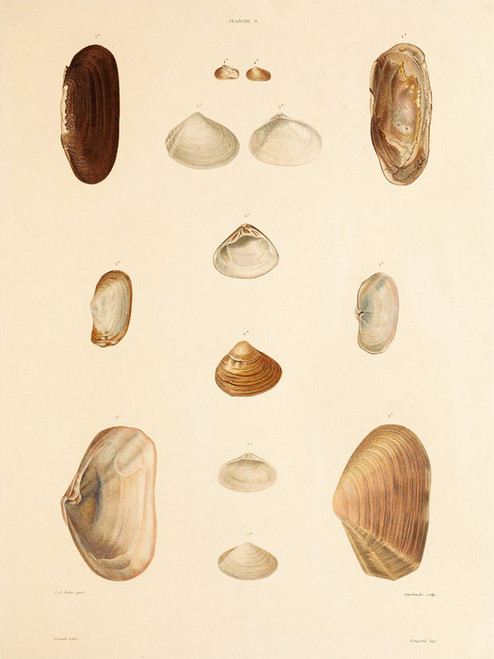 Art Prints of Shells, Plate 5 by Jean-Baptiste Lamarck