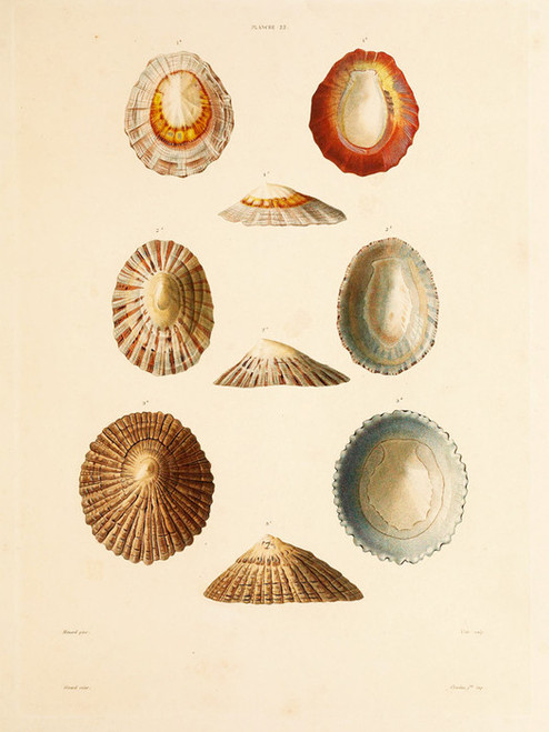 Art Prints of Shells, Plate 24 by Jean-Baptiste Lamarck