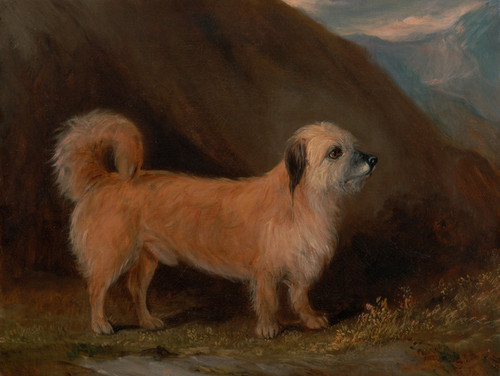 Art Prints of Dandie Dinmont Terrier by John Ferneley