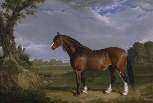 Art Prints of A Clydesdale Stallion by John Frederick Herring