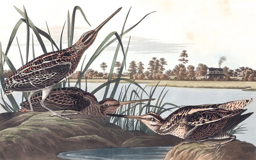 Art Prints of American Snipe by John James Audubon