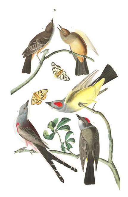 Art Prints of Arkansaw Flycatcher by John James Audubon