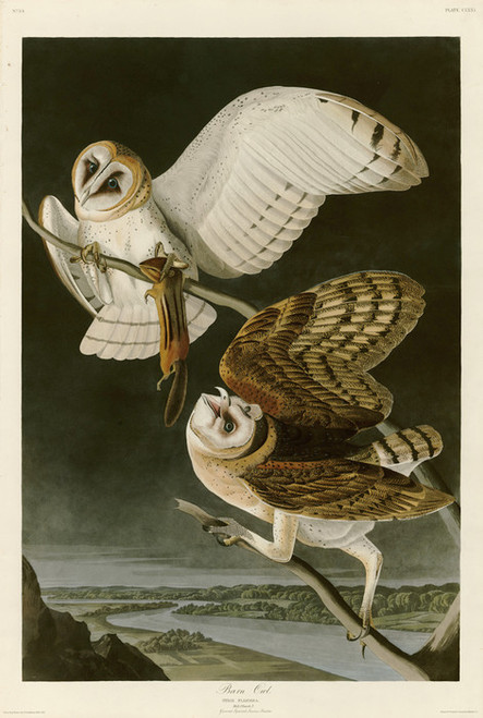 Art Prints of Barn Owl by John James Audubon