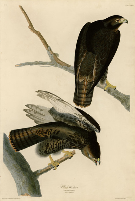 Art Prints of Black Warrior by John James Audubon