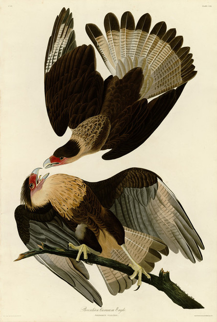 Art Prints of Brazilian Caracara Eagle by John James Audubon