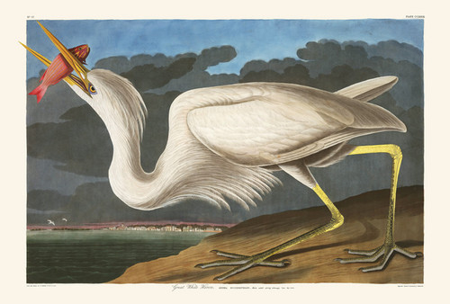 Art Prints of Great White Heron by John James Audubon