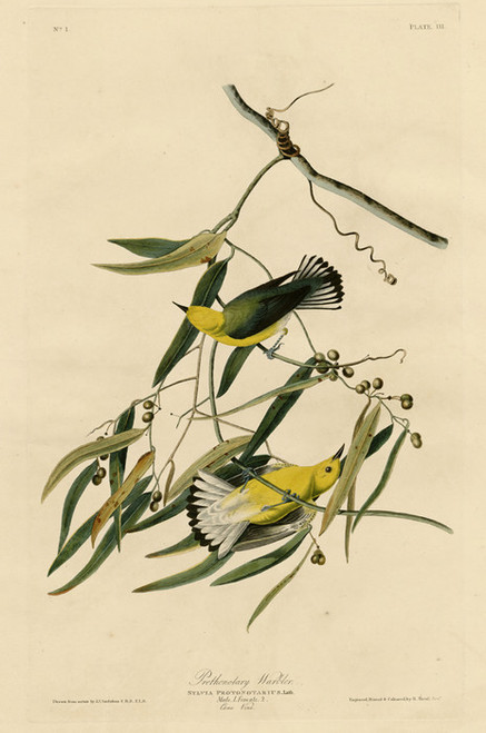 Art Prints of Prothonotary Warbler by John James Audubon