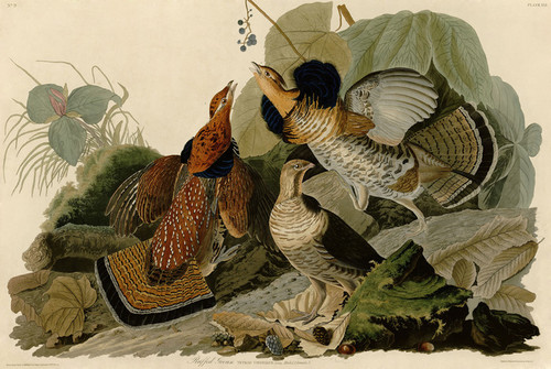 Art Prints of Ruffed Grouse by John James Audubon