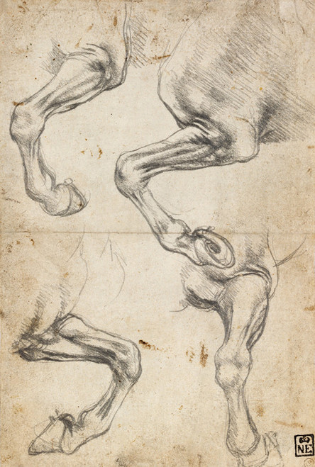 Art Prints of Studies of a Horse's Leg by Leonardo da Vinci