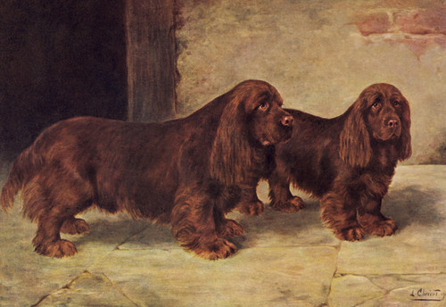 Art Prints of Sussex Spaniels by Lilian Cheviot