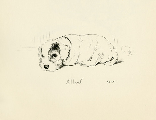 Art Prints of Albert by Lucy Dawson