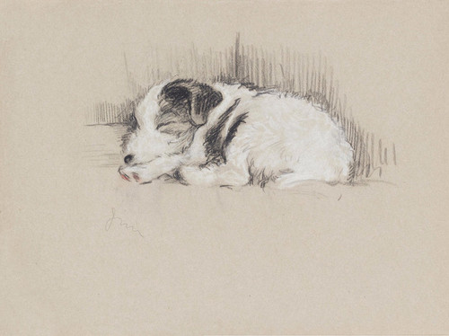 Art Prints of Sleeping, Wire Haired Terrier by Lucy Dawson