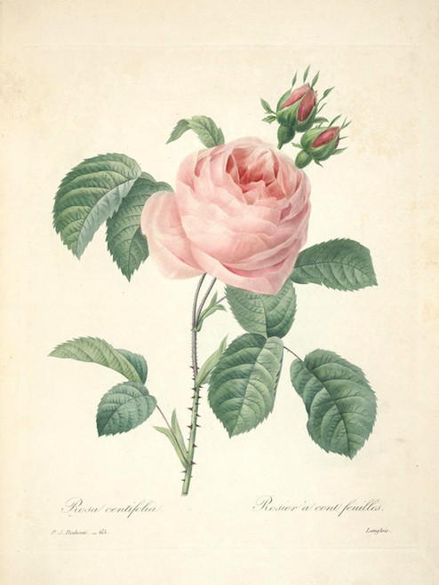 Art Prints of Cabbage Rose, Plate 68 by Pierre-Joseph Redoute