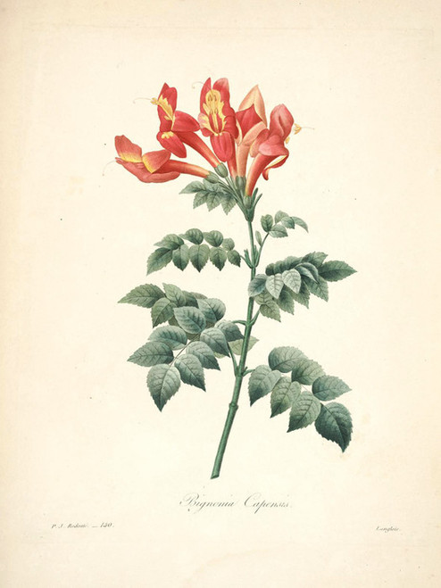 Art Prints of Cape Honeysuckle, Plate 142 by Pierre-Joseph Redoute