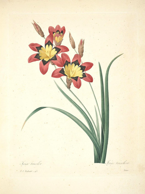 Art Prints of Corn Lily, Plate 48 by Pierre-Joseph Redoute