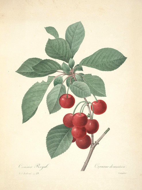 Art Prints of Cherry, Plate 26 by Pierre-Joseph Redoute