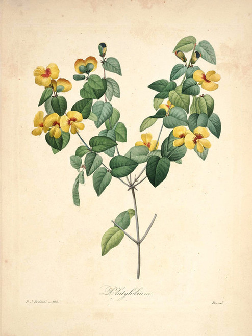 Art Prints of Handsome Flat Pea, Plate 108 by Pierre-Joseph Redoute