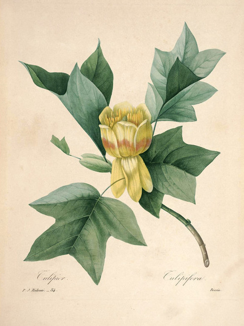 Art Prints of Liriodendron-Tulipifera, Plate 87 by Pierre-Joseph Redoute
