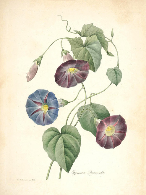Art Prints of Morning-glory, Plate 121 by Pierre-Joseph Redoute