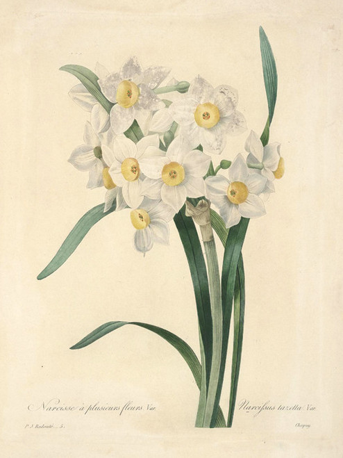 Art Prints of Narcissus, Plate 8 by Pierre-Joseph Redoute