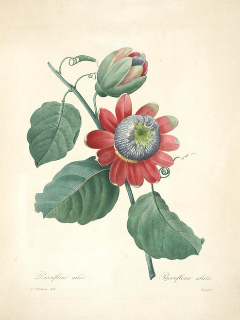 Art Prints of Passion-Flower, Plate 43 by Pierre-Joseph Redoute