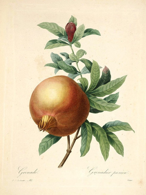 Art Prints of Pomegranate, Plate 85 by Pierre-Joseph Redoute