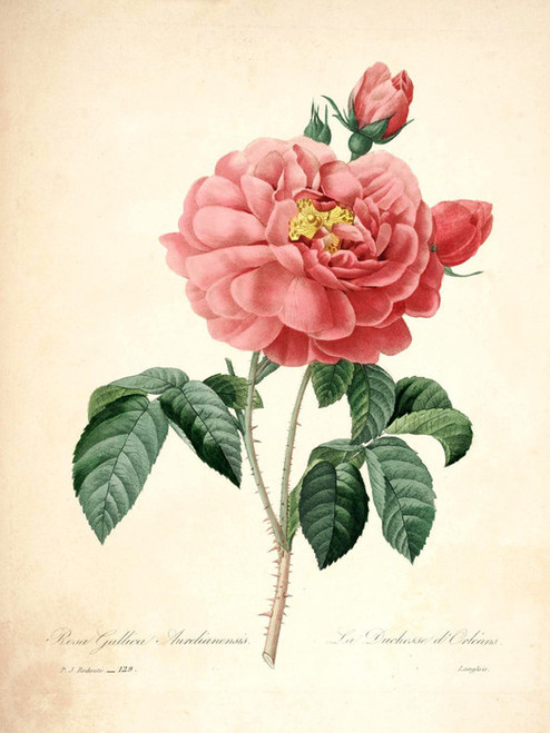 Art Prints of Rose of Orleans, Plate 131 by Pierre-Joseph Redoute