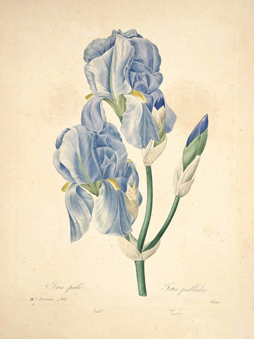 Art Prints of Sweet Iris, Plate 104 by Pierre-Joseph Redoute