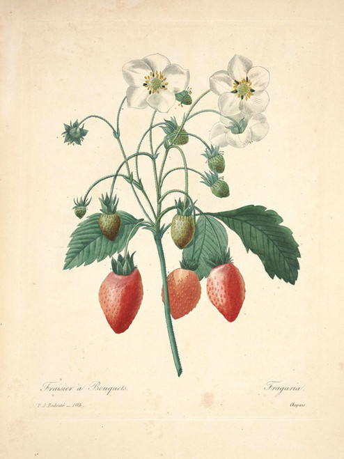 Art Prints of Strawberry, Plate 106 by Pierre-Joseph Redoute