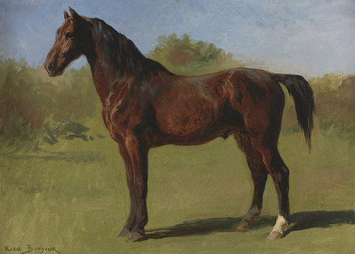 Art Prints of Study of a Brown Bay Horse by Rosa Bonheur
