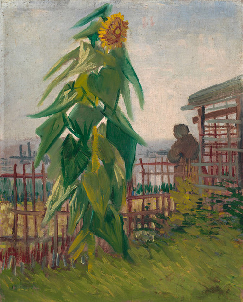 Art Prints of Alottment with Sunflower by Vincent Van Gogh