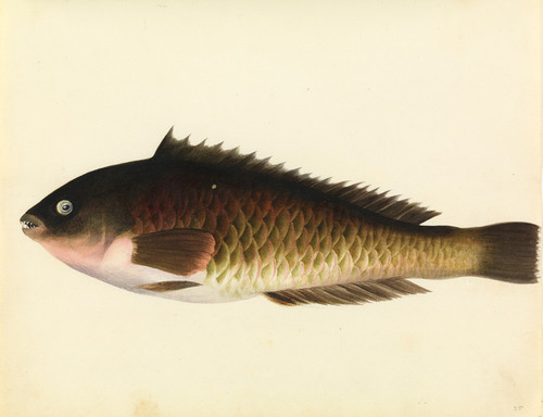 Art Prints of Parrot Fish by W. B. Gould