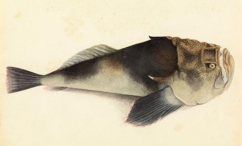 Art Prints of Stargazer Fish by W. B. Gould