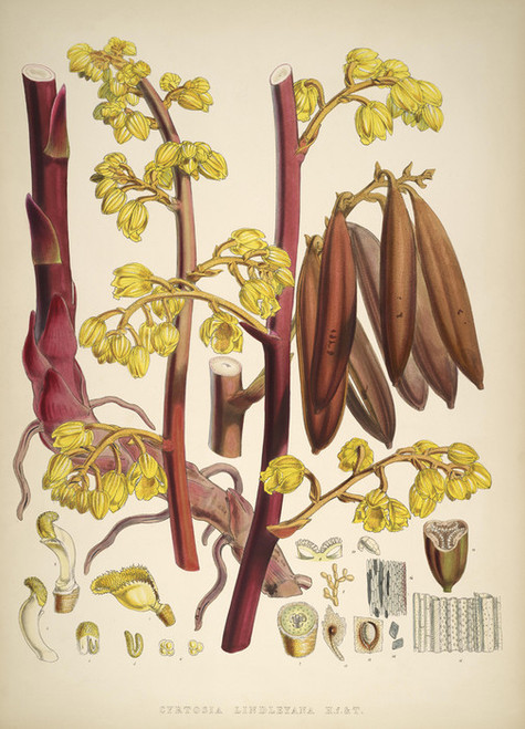 Art Prints of Cyrtosia Lindleyana by Walter Hood Fitch