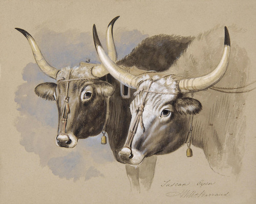 Art Prints of Tuscan Oxen by William Barraud