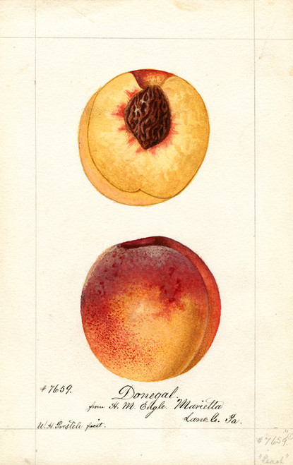 Art Prints of Donegal Peaches by William Henry Prestele