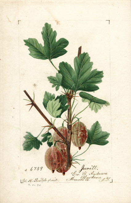 Art Prints of Jewett Gooseberries by William Henry Prestele