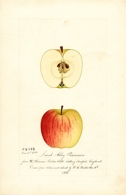 Art Prints of Lamb Abbey Pearmain Apples by William Henry Prestele