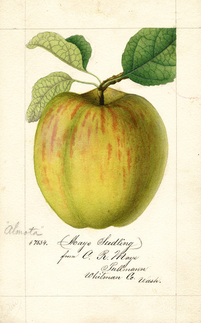 Art Prints of Maye Apple by William Henry Prestele