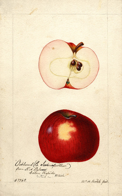 Art Prints of Oakland Apples by William Henry Prestele