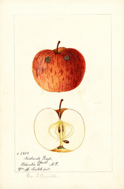 Art Prints of Richards Graft Apples by William Henry Prestele
