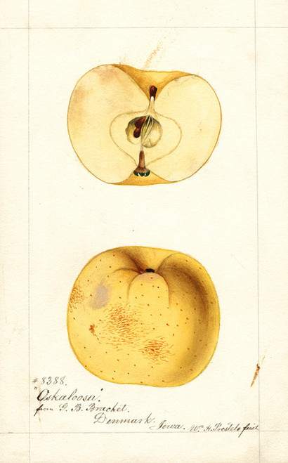 Art Prints of Oskaloosa Apples by William Henry Prestele
